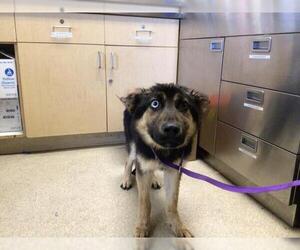 German Shepherd Dog Dogs for adoption in Riverside, CA, USA