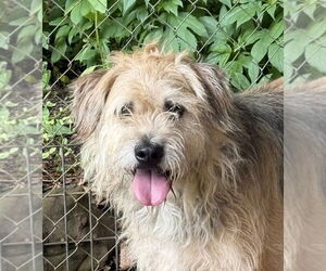 Border Terrier-Unknown Mix Dogs for adoption in Bolivar, MO, USA