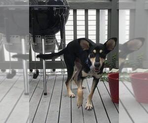 German Shepherd Dog-Unknown Mix Dogs for adoption in Seahurst, WA, USA
