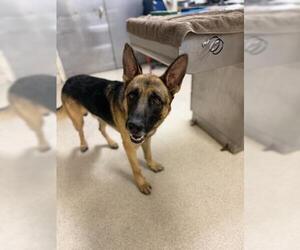 German Shepherd Dog Dogs for adoption in Riverside, CA, USA