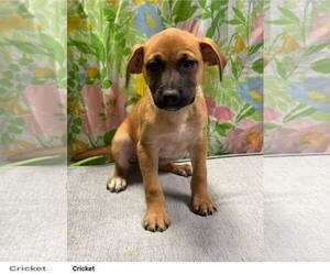 Chihuahua-Unknown Mix Dogs for adoption in Oakhurst, NJ, USA
