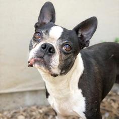 Boston Terrier Dogs for adoption in Fredericksburg, TX, USA