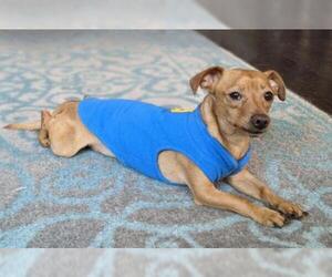 Chiweenie Dogs for adoption in Flower Mound, TX, USA
