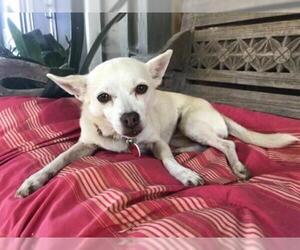Chihuahua Dogs for adoption in Ventura, CA, USA