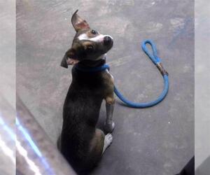 Chihuahua-Unknown Mix Dogs for adoption in Tallahassee, FL, USA