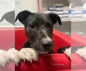 American Pit Bull Terrier-Unknown Mix Dogs for adoption in Bakersfield, CA, USA