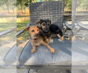 Miniature Pinscher-Unknown Mix Dogs for adoption in Yuba City, CA, USA
