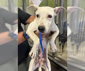 Mutt Dogs for adoption in Bakersfield, CA, USA