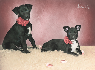 Borador Dogs for adoption in Houston, TX, USA
