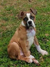 Bull-Boxer Dogs for adoption in Cumming, GA, USA