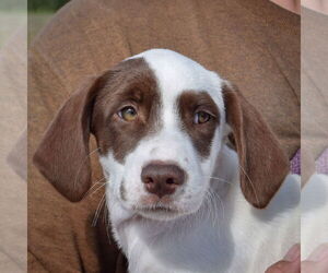 Borador Dogs for adoption in Huntley, IL, USA