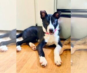 Mutt Dogs for adoption in New London, WI, USA