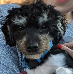 Poodle (Toy) Dogs for adoption in San Francisco, CA, USA