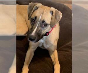 Black Mouth Cur-Unknown Mix Dogs for adoption in Naples, FL, USA