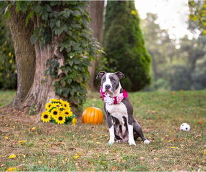 Mutt Dogs for adoption in Unionville, PA, USA