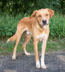 Labrador Retriever-Red Heeler Mix Dogs for adoption in Minneapolis, MN, USA