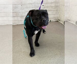 American Pit Bull Terrier Dogs for adoption in San Bernardino, CA, USA