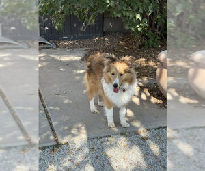 Mutt Dogs for adoption in Pueblo West, CO, USA