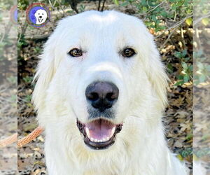 Great Pyrenees Dogs for adoption in Spring, TX, USA
