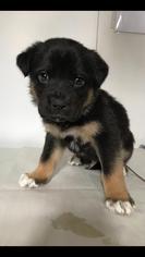 Medium Photo #1 Boxer-German Shepherd Dog Mix Puppy For Sale in Charleston , WV, USA