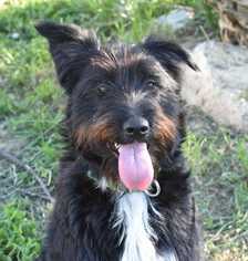 Border Collie-German Wirehaired Pointer Mix Dogs for adoption in Dodson, MT, USA