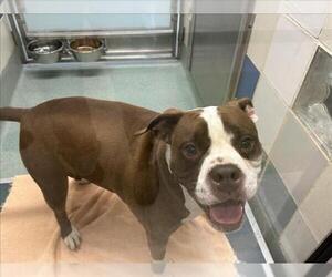 American Pit Bull Terrier-Unknown Mix Dogs for adoption in Plano, TX, USA
