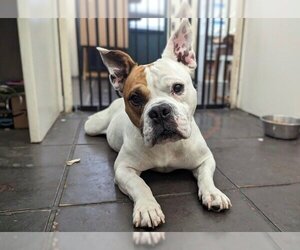 Free-Lance Bulldog Dogs for adoption in Pasadena, CA, USA