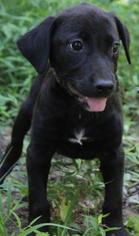 Medium Photo #1 Labrador Retriever-Unknown Mix Puppy For Sale in Warwick, RI, USA