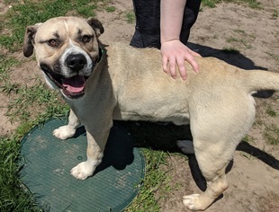 Bullboxer Pit Dogs for adoption in Monticello, IA, USA