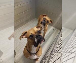 Boxer Dogs for adoption in Detroit Lakes, MN, USA