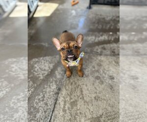 French Bulldog Dogs for adoption in Las Vegas, NV, USA