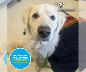 Great Pyrenees Dogs for adoption in Santa Cruz, CA, USA