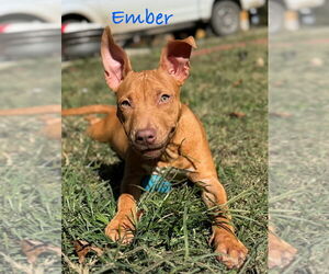 Staffordshire Bull Terrier Dogs for adoption in Conway, AR, USA