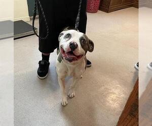 American Pit Bull Terrier Dogs for adoption in Pasadena, CA, USA