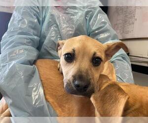 Carolina Dog-Unknown Mix Dogs for adoption in Raleigh, NC, USA