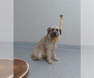 Petit Basset Griffon Vendeen-Unknown Mix Dogs for adoption in Pasadena, TX, USA