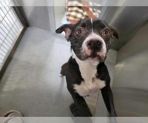 American Pit Bull Terrier Dogs for adoption in Orange, CA, USA