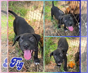 Labrador Retriever-Unknown Mix Dogs for adoption in Blacksburg, SC, USA