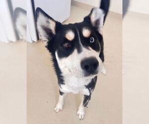 Siberian Husky-Unknown Mix Dogs for adoption in Webster, WI, USA