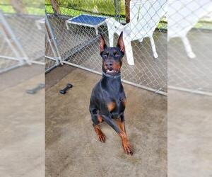 Doberman Pinscher Dogs for adoption in St Helens, OR, USA