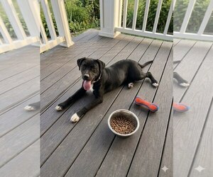 Border Collie-Unknown Mix Dogs for adoption in Mt. Laurel, NJ, USA