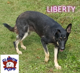 German Shepherd Dog Dogs for adoption in Strattanville, PA, USA