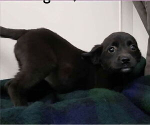 Chihuahua-Unknown Mix Dogs for adoption in Aurora, IN, USA