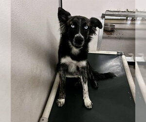 Australian Shepherd-Unknown Mix Dogs for adoption in Stockton, CA, USA