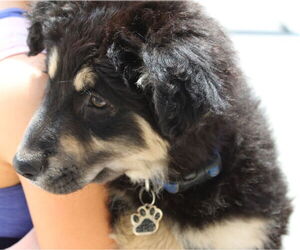 Shepweiller Dogs for adoption in Cottage Grove, MN, USA