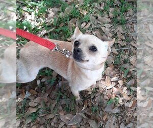 Chihuahua-Unknown Mix Dogs for adoption in Missouri City, TX, USA