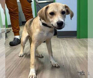 Medium Photo #1 Labrador Retriever-Unknown Mix Puppy For Sale in Washington, DC, USA