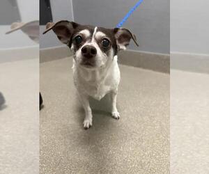 Chihuahua-Unknown Mix Dogs for adoption in Las Vegas, NV, USA