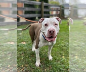 Bullypit Dogs for adoption in Techny, IL, USA