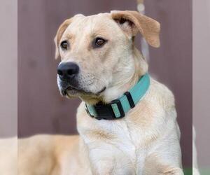 Labrador Retriever-Unknown Mix Dogs for adoption in San Diego, CA, USA